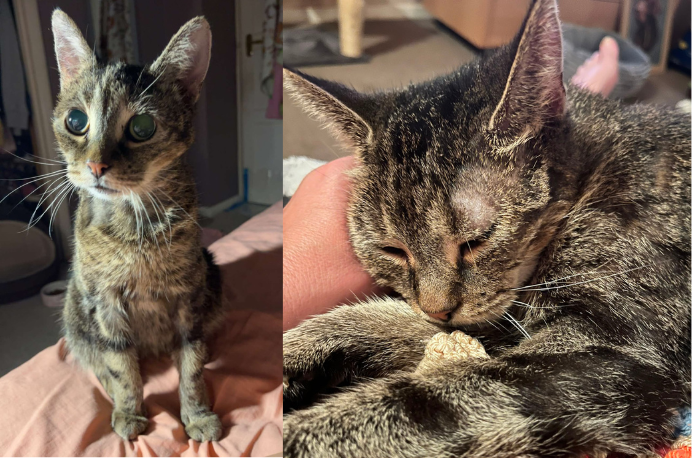 Belinda long term foster cat